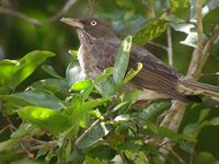 Pearly-eyed Thrasher - Margarops fuscatus