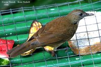 Cocoa Thrush - Turdus fumigatus