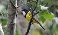 Golden Whistler - Pachycephala pectoralis