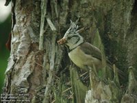 Crested Tit - Lophophanes cristatus