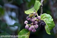 Temminck's Sunbird - Aethopyga temminckii