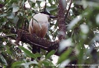 Southern Boubou - Laniarius ferrugineus