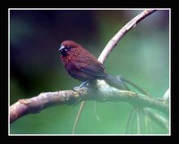 Streak-headed Munia - Lonchura tristissima