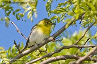 Yellow-throated Vireo - Vireo flavifrons