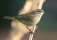 Palm Warbler - Dendroica palmarum