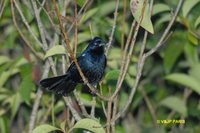 Ruby-crowned Tanager - Tachyphonus coronatus