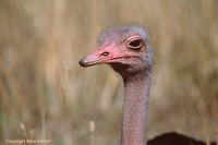 Maasai Ostrich