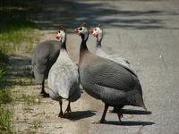 Helmeted Guineafowl (Numida meleagris)