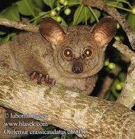 Otolemur crassicaudatus UK: Greater Galago thick-tailed bushbaby