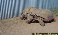 African Spurred Tortoise, Geochelone sulcata