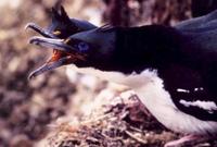 Stewart Island Shag (Leucocarbo chalconotus)