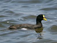 Red-gartered Coot (Nick Athanas)