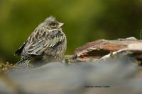 *NEW* Yellow-bridled Finch - chick
