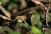 Tawny-crowned  pygmy-tyrant   -   Euscarthmus  meloryphus