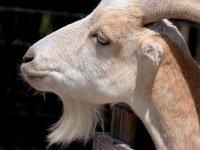 Bearded Goat Resize.jpg