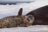 Weddell Seal pup