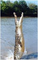 Saltwater crocodile Australia stock photo