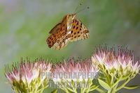 Queen of Spain Fritillary ( Issoria lathonia ) stock photo