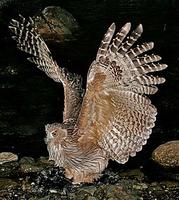 ... planet, such as this Blakiston's Fish Owl, the largest owl in the world! (Pete Morris)