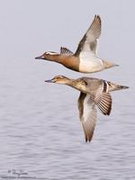 Garganey Anas querquedula