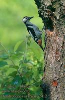 Dendrocopos syriacus 2412 UK: Syrian Woodpecker DE: Blutspecht FR: Pic syriaque ES: Pico Sirio C...