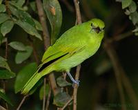 Blue-winged Leafbird - Juvenile?