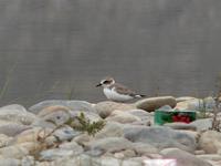 Juvenile Kentish plover Charadrius alexandrinus