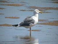 노랑발갈매기 Yellow-leged Gull Larus  cachinans