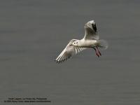 Black-headed Gull Larus ridibundus