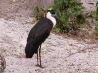 Woolly-necked Stork