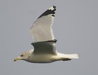 Ring-billed Gull