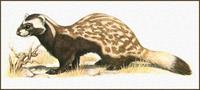 Tigeriltis [Vormela peregusna]