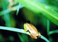 : Afrixalus quadrivittatus; Four-striped Leaf-folding Frog