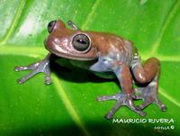 : Hyloscirtus larinopygion