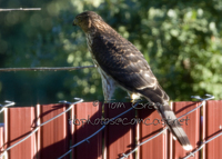 : Accipiter striatus; Sharp-shinned Hawk