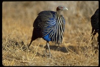 : Acryllium vulturinum; Vulturine Guineafowl