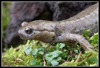 : Ranodon sibiricus; Semirechensk Salamander