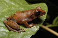 : Rhacophorus fasciatus