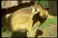 : Casuarius unappendiculatus; Northern Cassowary