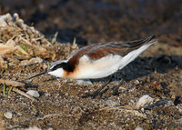 : Phalaropus tricolor; Wilson's Phalarope