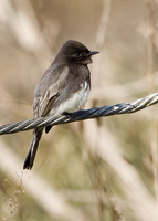 : Sayornis nigricans; Black Phoebe