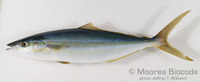 : Elagatis bipinnulata