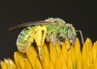 : Agapostemon sp.; Metallic Green Sweat Bee