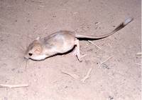 : Dipodomys deserti; Desert Kangaroo Rat