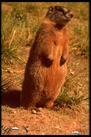 : Marmota flaviventris; Yellow-bellied Marmot