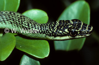 : Chrysopelea ornata; Golden Flying Snake