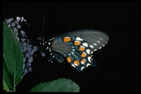 : Battus philenor hirsuta; Hairy blue swallowtail butterfly