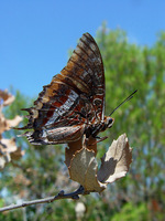 : Charaxes jasius