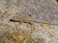 : Uta stansburiana; Side-blotched Lizard