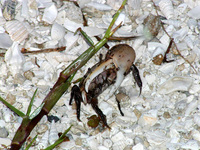 : Uca pugilator; Sand Fiddler Crab